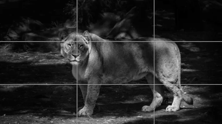 Photography composition example demonstrating the rule of thirds technique with the main subject positioned along grid intersection points for a balanced and visually appealing image.