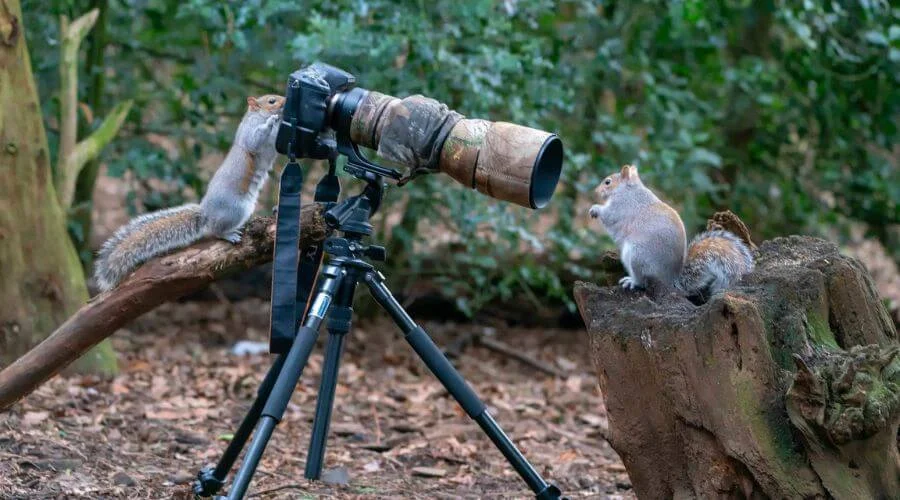 Important Equipment for Wildlife Photography