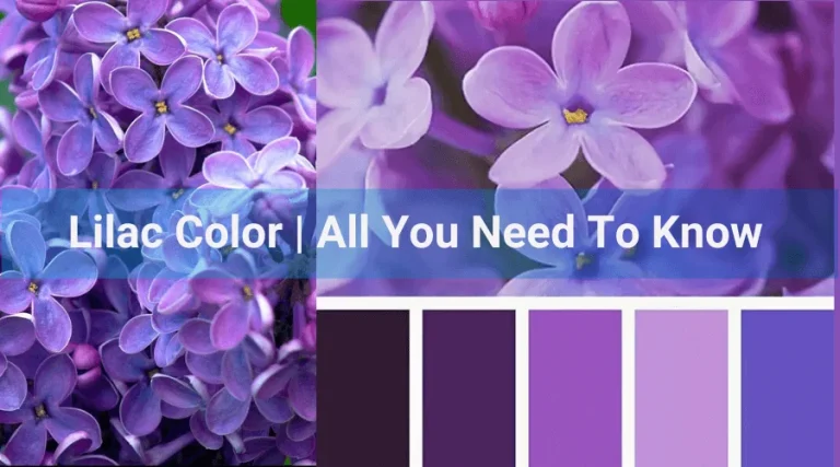 Lilac Color’s Best Uses for Design in 2024