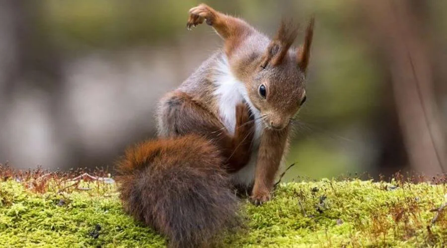 Small Creatures in Forest
