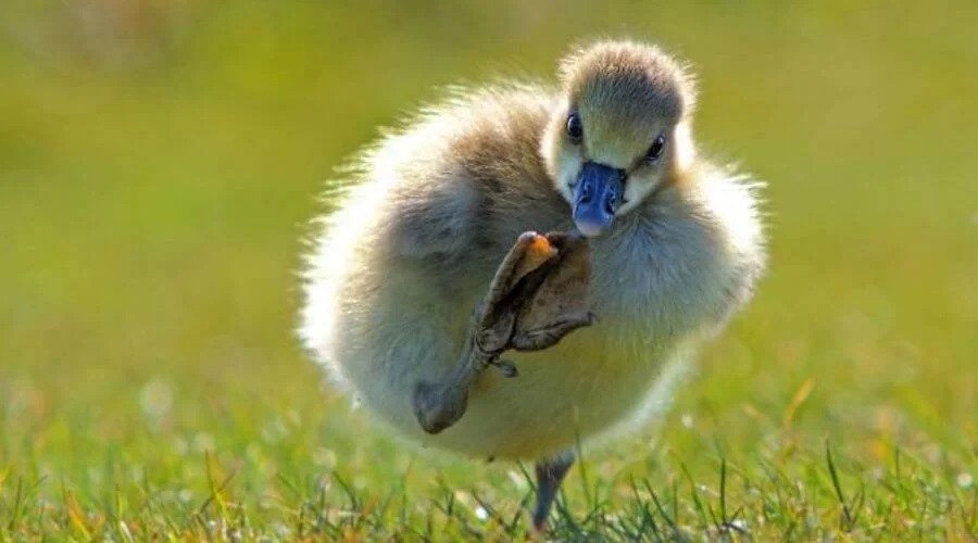 Small creature wildlife photography