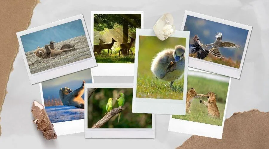 Wildlife Photography