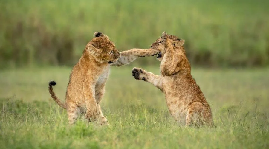 Lions in forest
