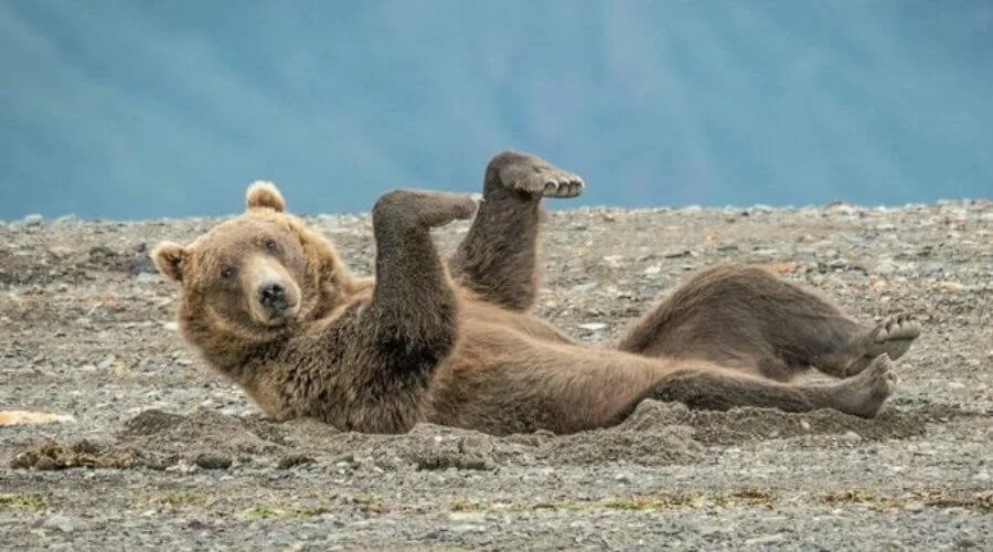 Wildlife photography with Nikon camera